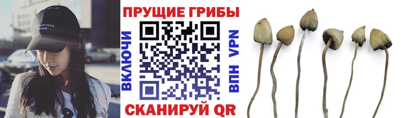 Купить где  Бокситогорск  Галлюциногенные грибы GOLDEN TEACHER 